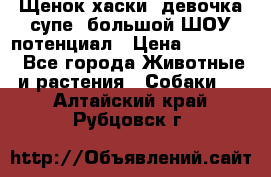 Щенок хаски, девочка супе, большой ШОУ потенциал › Цена ­ 50 000 - Все города Животные и растения » Собаки   . Алтайский край,Рубцовск г.